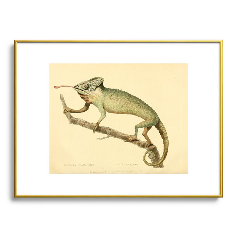 "The Chameleon" from the Leverian Collection, 1790s Framed Art Print