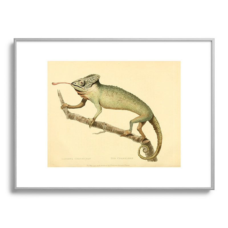 "The Chameleon" from the Leverian Collection, 1790s Framed Art Print