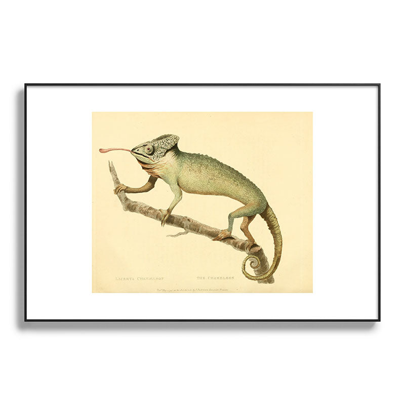 "The Chameleon" from the Leverian Collection, 1790s Framed Art Print