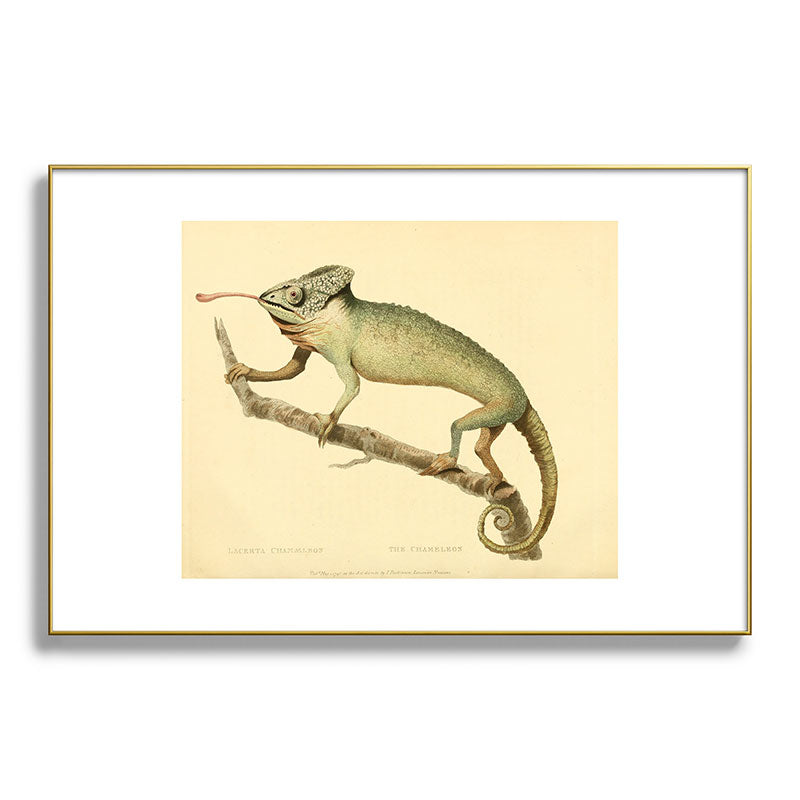 "The Chameleon" from the Leverian Collection, 1790s Framed Art Print