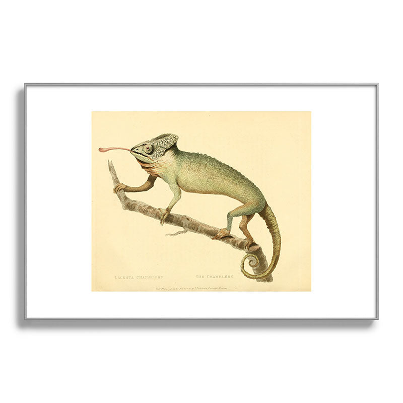 "The Chameleon" from the Leverian Collection, 1790s Framed Art Print