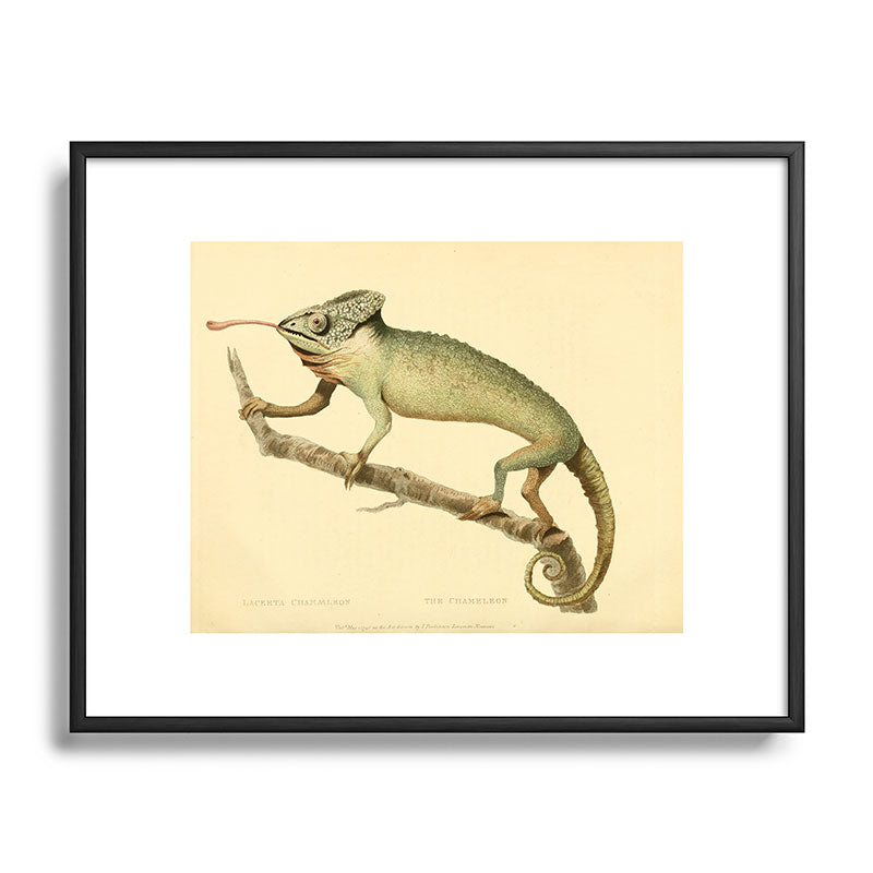 "The Chameleon" from the Leverian Collection, 1790s Framed Art Print