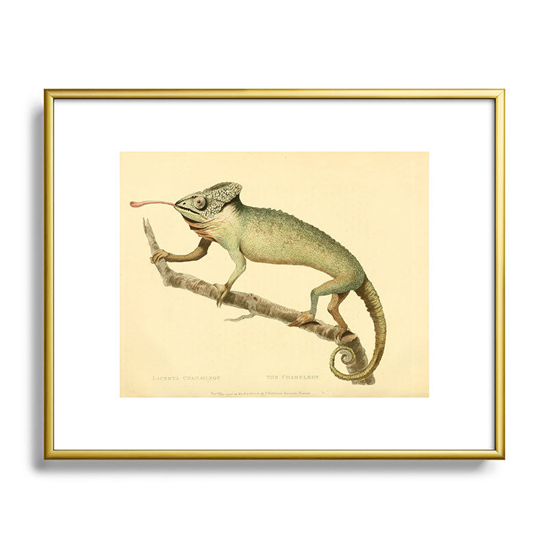 "The Chameleon" from the Leverian Collection, 1790s Framed Art Print