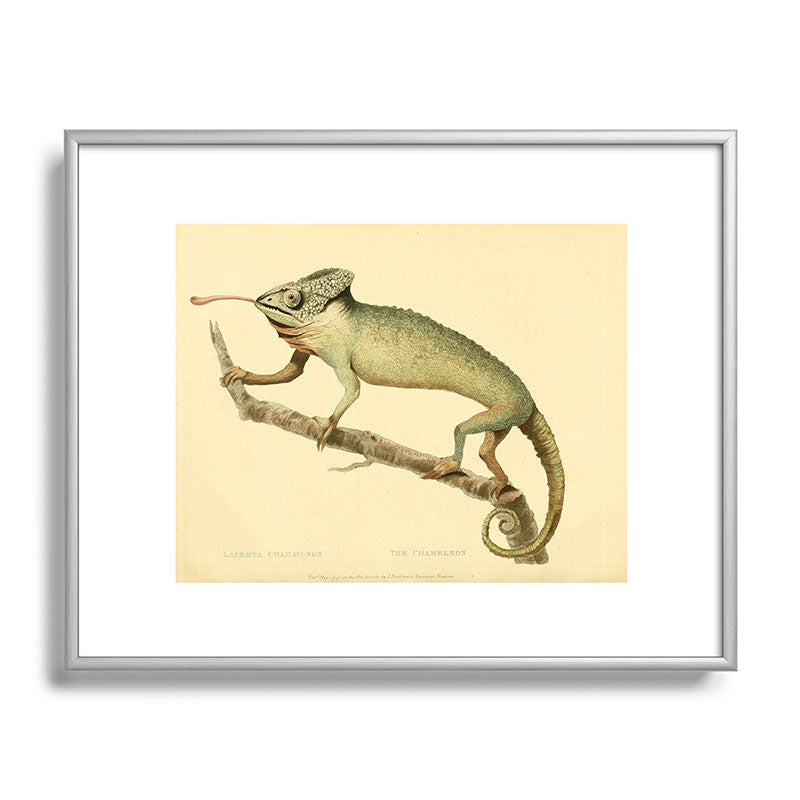 "The Chameleon" from the Leverian Collection, 1790s Framed Art Print