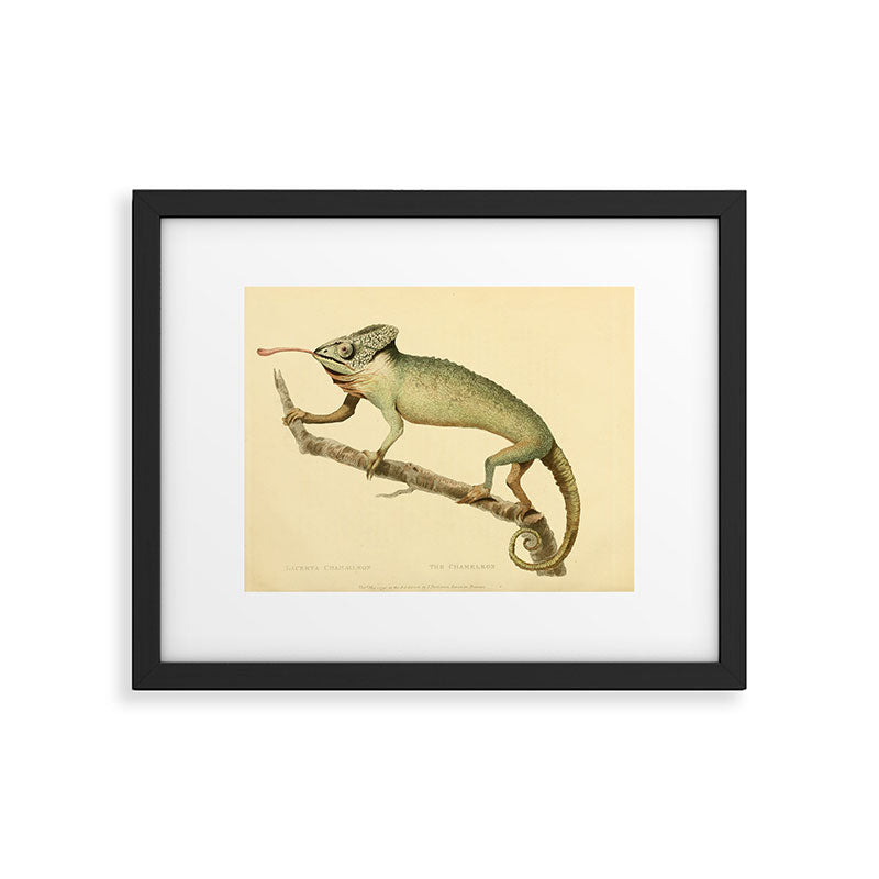 "The Chameleon" from the Leverian Collection, 1790s Framed Art Print