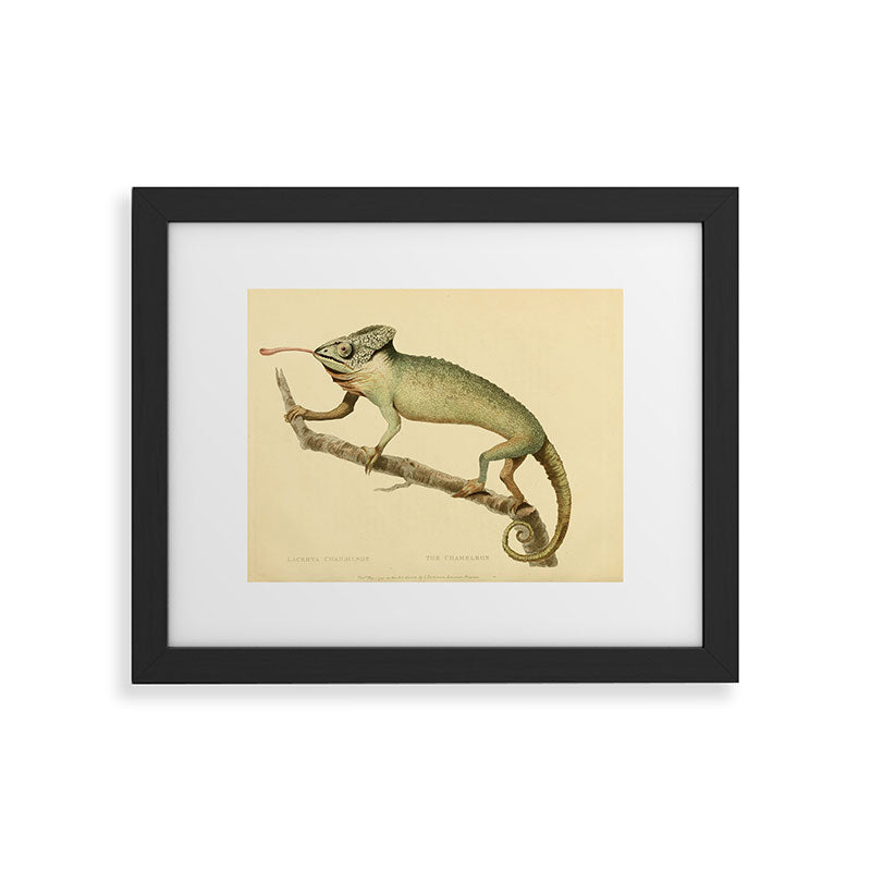"The Chameleon" from the Leverian Collection, 1790s Framed Art Print