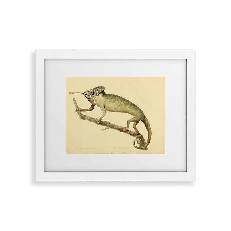 "The Chameleon" from the Leverian Collection, 1790s Framed Art Print