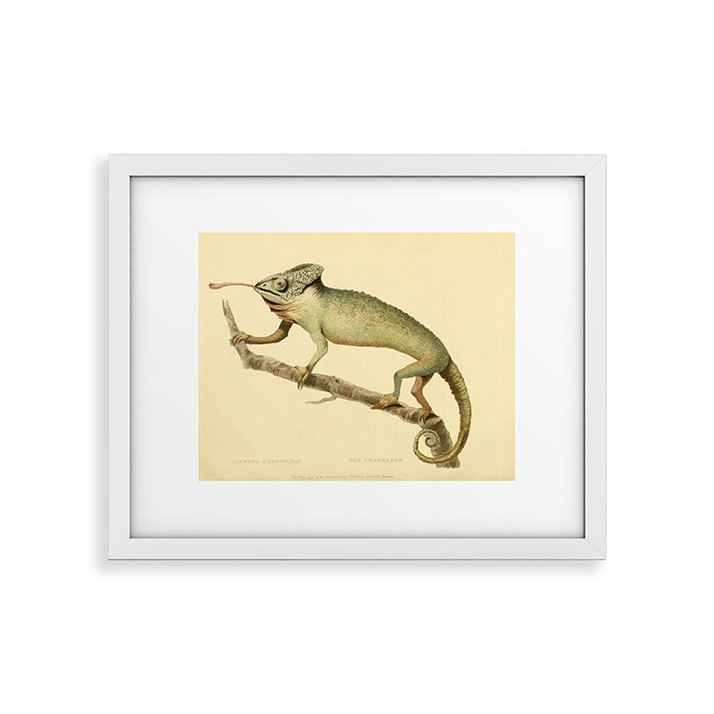 "The Chameleon" from the Leverian Collection, 1790s Framed Art Print