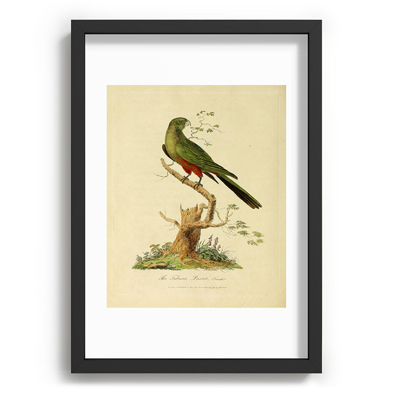 "The Fabian Parrot, female" by Sarah Stone, 1790 Framed Art Print