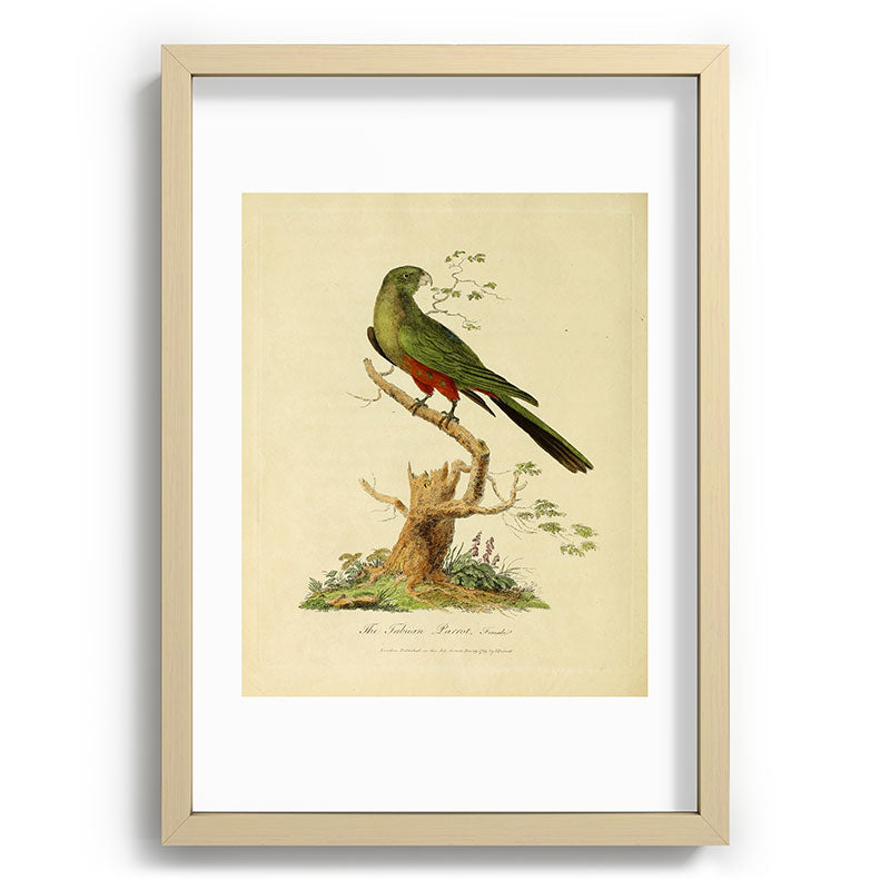 "The Fabian Parrot, female" by Sarah Stone, 1790 Framed Art Print