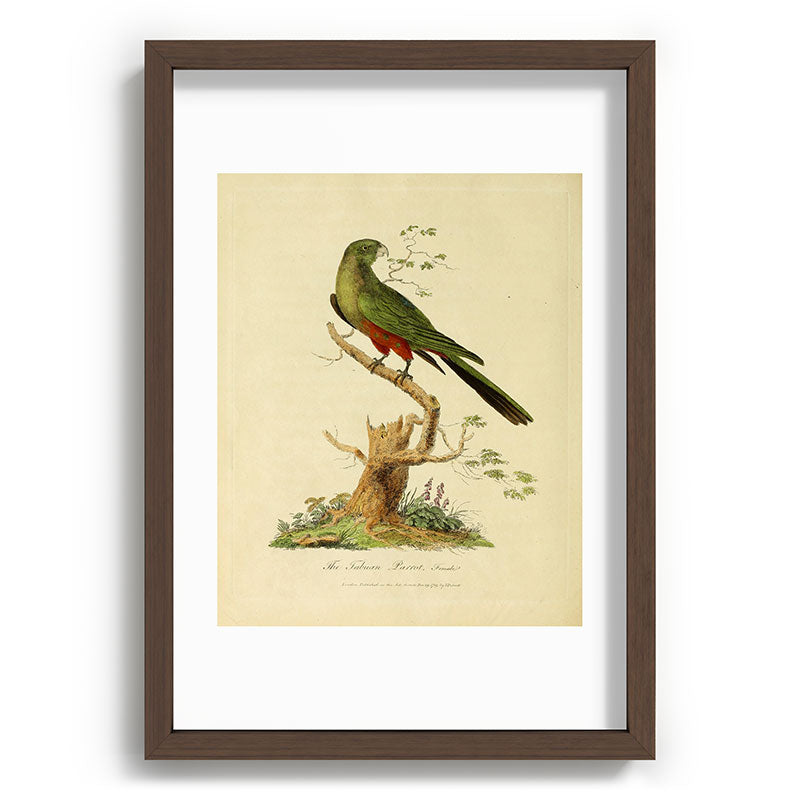 "The Fabian Parrot, female" by Sarah Stone, 1790 Framed Art Print