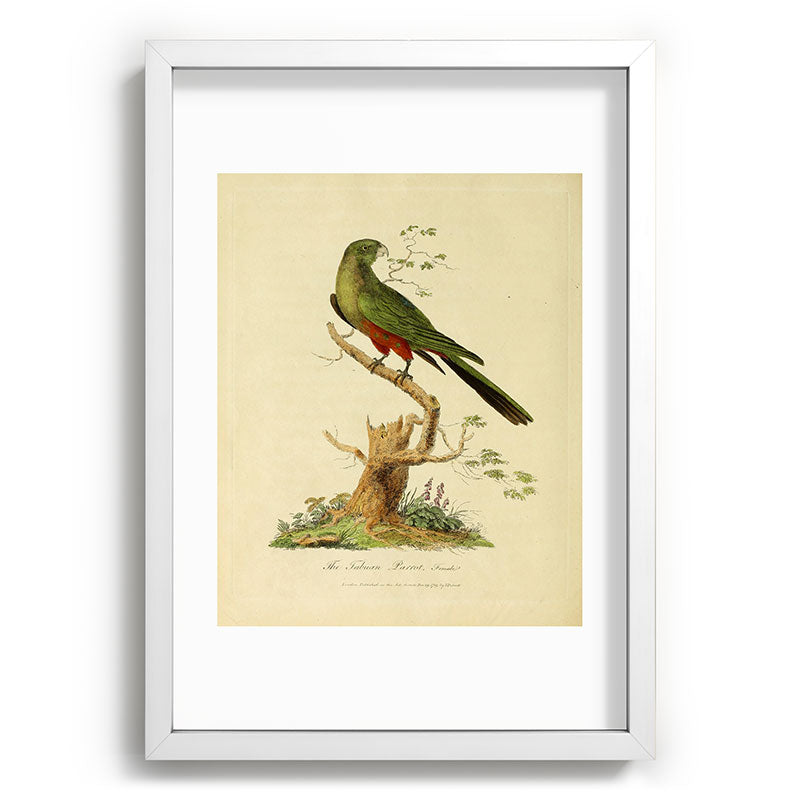 "The Fabian Parrot, female" by Sarah Stone, 1790 Framed Art Print
