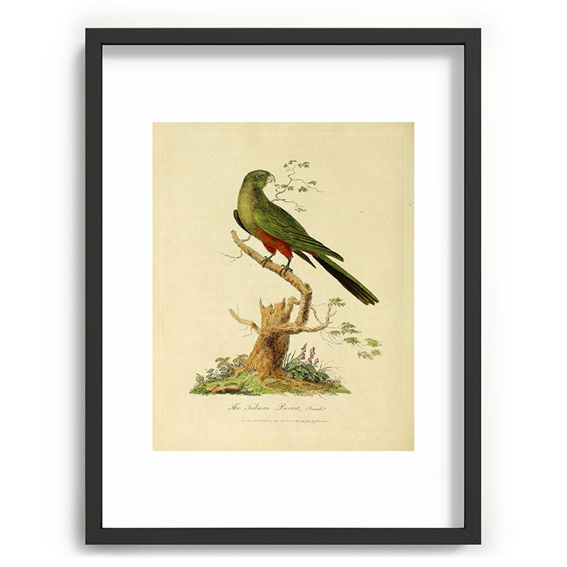 "The Fabian Parrot, female" by Sarah Stone, 1790 Framed Art Print