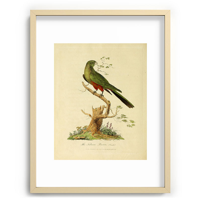 "The Fabian Parrot, female" by Sarah Stone, 1790 Framed Art Print