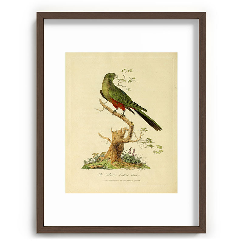 "The Fabian Parrot, female" by Sarah Stone, 1790 Framed Art Print