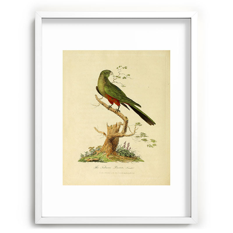 "The Fabian Parrot, female" by Sarah Stone, 1790 Framed Art Print