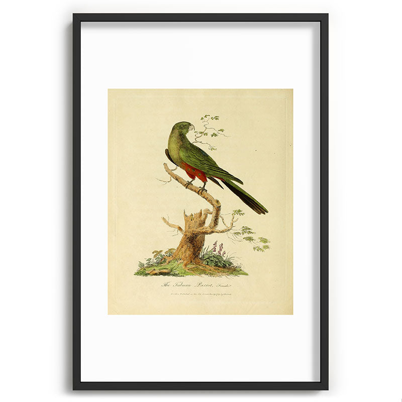"The Fabian Parrot, female" by Sarah Stone, 1790 Framed Art Print