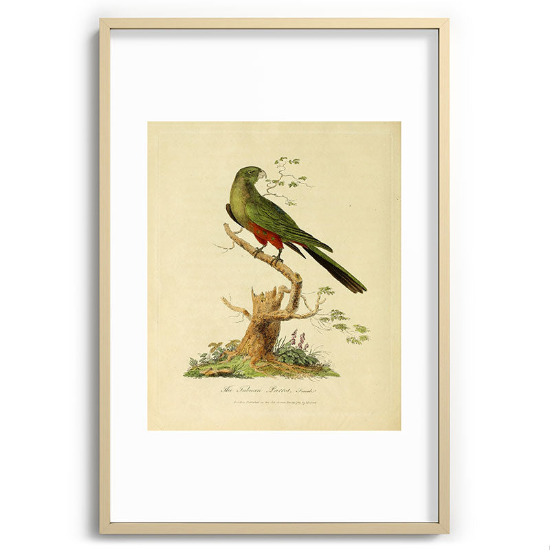 "The Fabian Parrot, female" by Sarah Stone, 1790 Framed Art Print