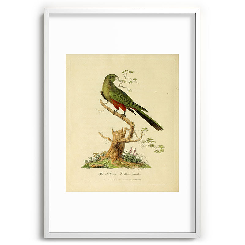 "The Fabian Parrot, female" by Sarah Stone, 1790 Framed Art Print