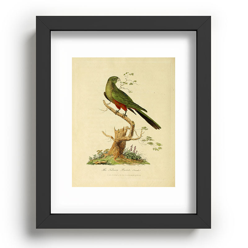 "The Fabian Parrot, female" by Sarah Stone, 1790 Framed Art Print