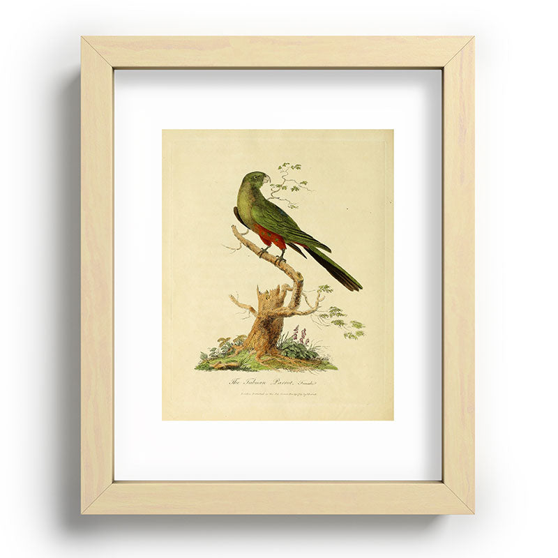 "The Fabian Parrot, female" by Sarah Stone, 1790 Framed Art Print