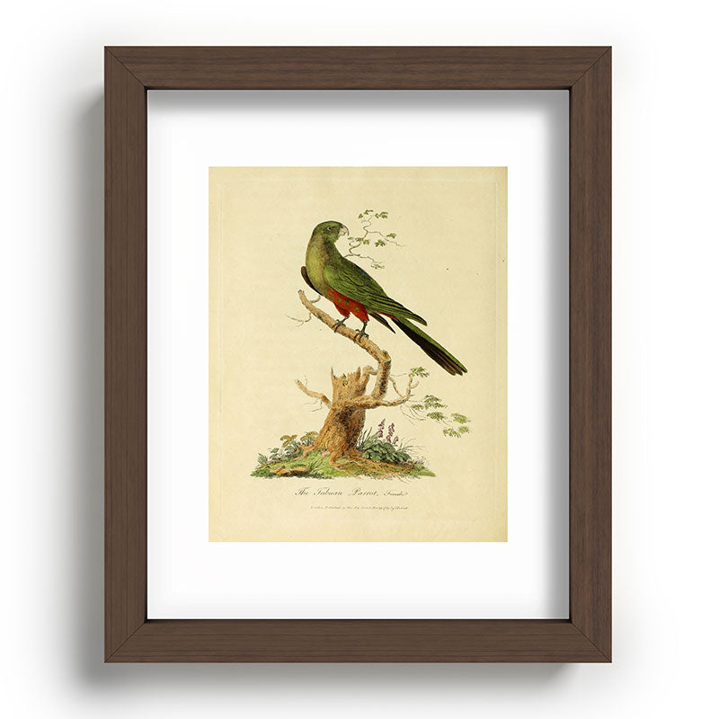 "The Fabian Parrot, female" by Sarah Stone, 1790 Framed Art Print
