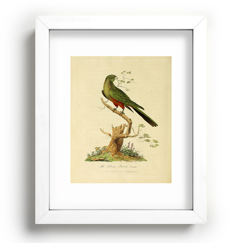 "The Fabian Parrot, female" by Sarah Stone, 1790 Framed Art Print