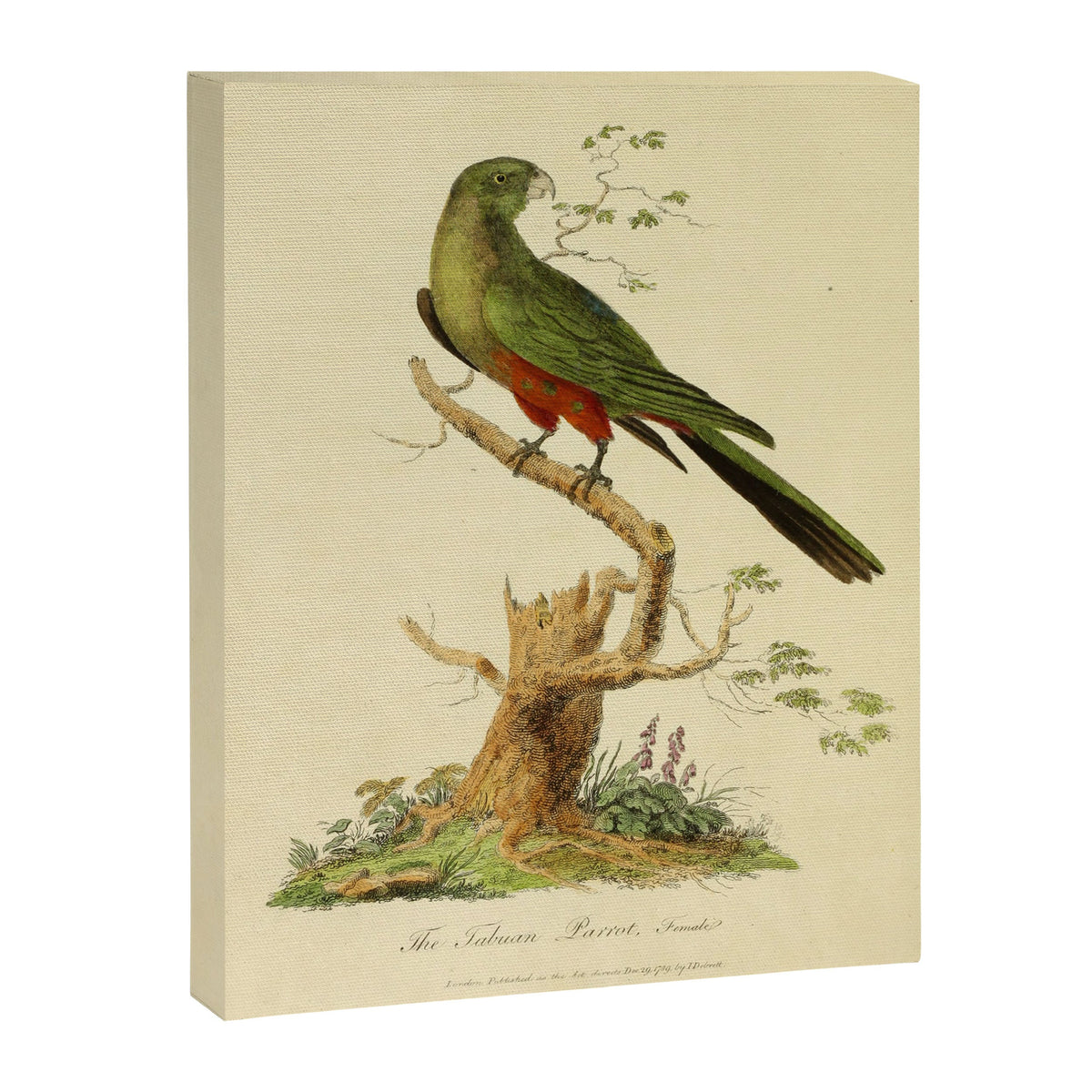 "The Fabian Parrot, female" by Sarah Stone, 1790 Canvas Print