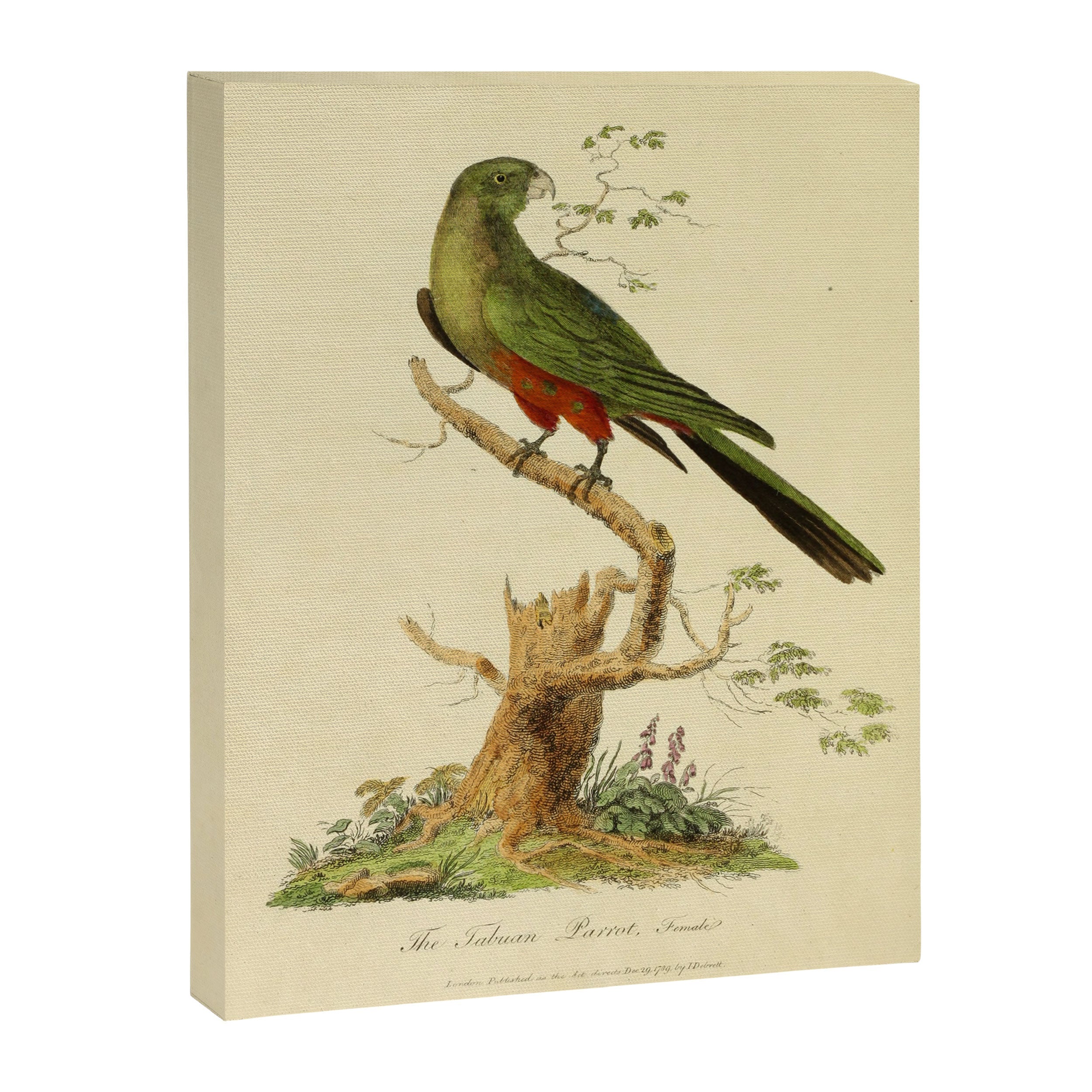 "The Fabian Parrot, female" by Sarah Stone, 1790 Canvas Print