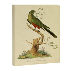 "The Fabian Parrot, female" by Sarah Stone, 1790 Canvas Print