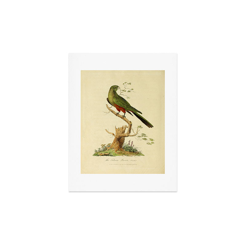 "The Fabian Parrot, female" by Sarah Stone, 1790 Art Print