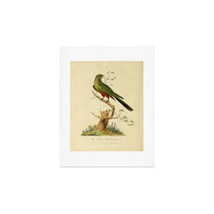 "The Fabian Parrot, female" by Sarah Stone, 1790 Art Print