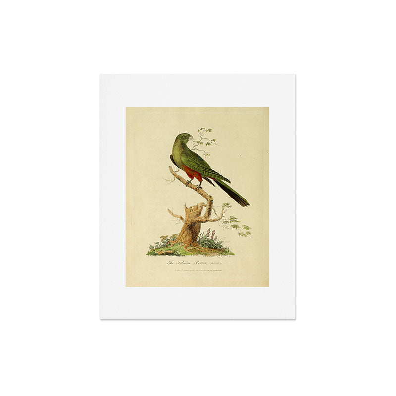 "The Fabian Parrot, female" by Sarah Stone, 1790 Art Print