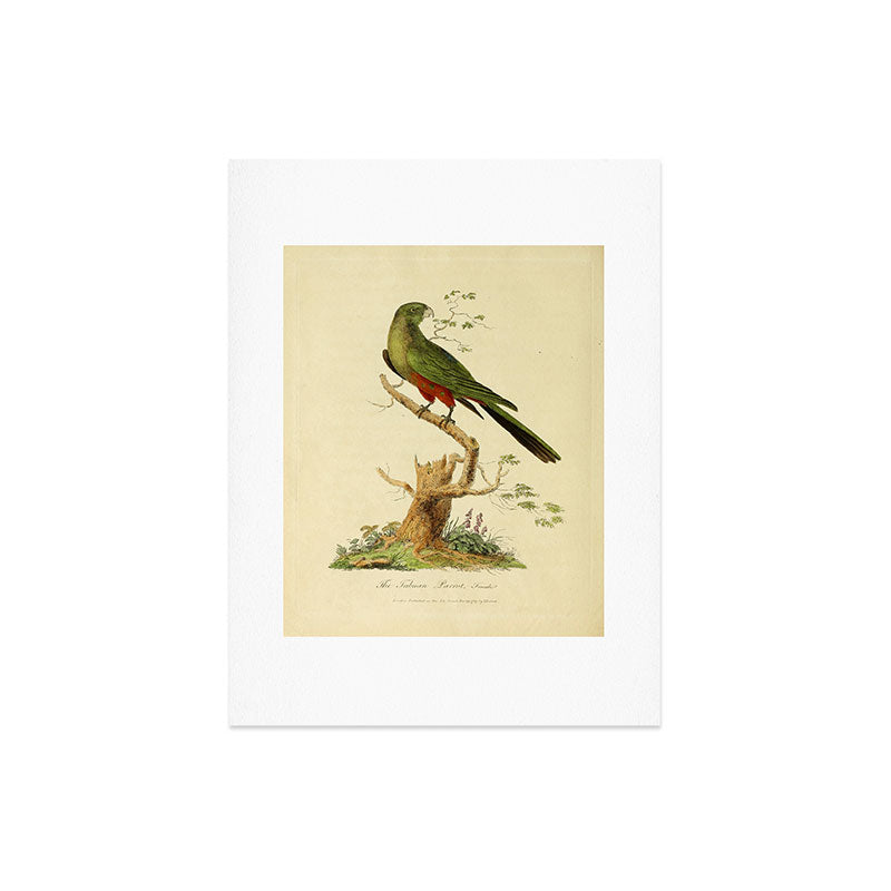 "The Fabian Parrot, female" by Sarah Stone, 1790 Art Print
