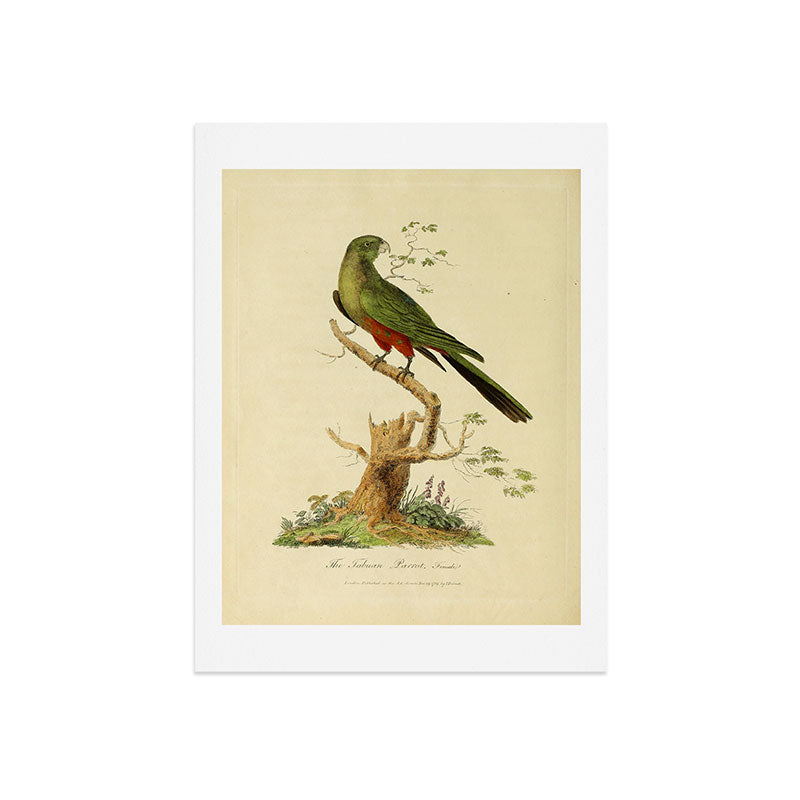 "The Fabian Parrot, female" by Sarah Stone, 1790 Art Print