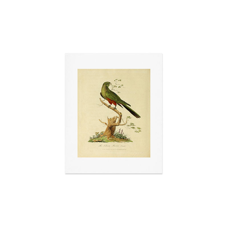 "The Fabian Parrot, female" by Sarah Stone, 1790 Art Print