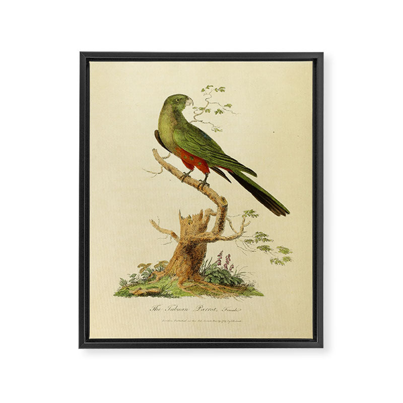 "The Fabian Parrot, female" by Sarah Stone, 1790 Framed Canvas Print