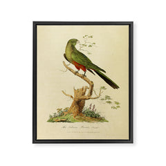 "The Fabian Parrot, female" by Sarah Stone, 1790 Framed Canvas Print