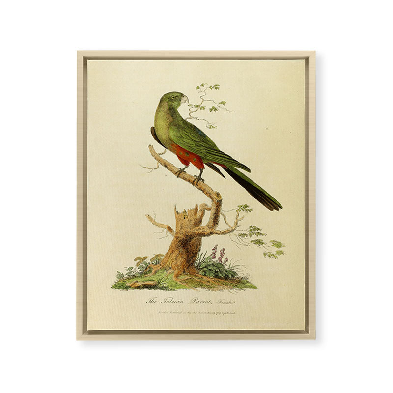 "The Fabian Parrot, female" by Sarah Stone, 1790 Framed Canvas Print