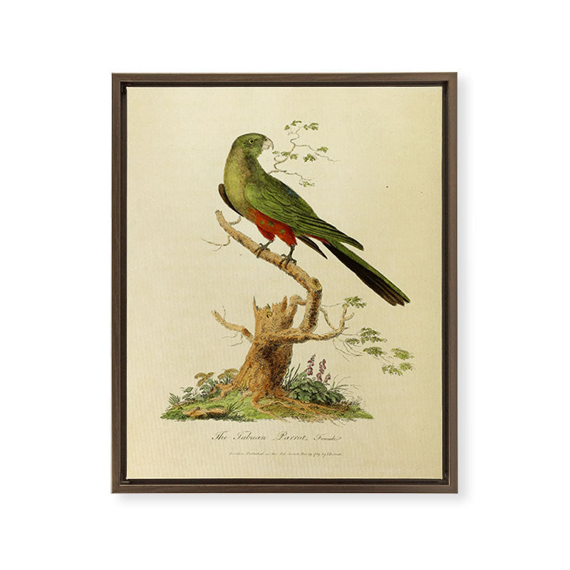 "The Fabian Parrot, female" by Sarah Stone, 1790 Framed Canvas Print