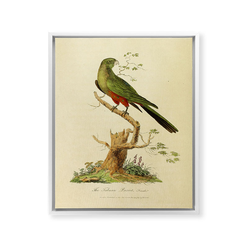 "The Fabian Parrot, female" by Sarah Stone, 1790 Framed Canvas Print