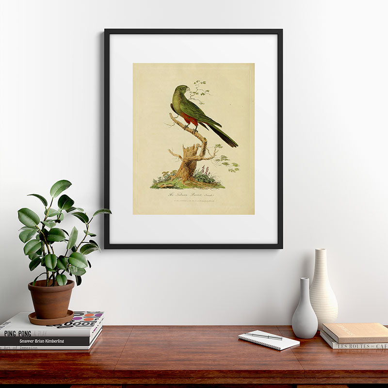 "The Fabian Parrot, female" by Sarah Stone, 1790 Framed Art Print