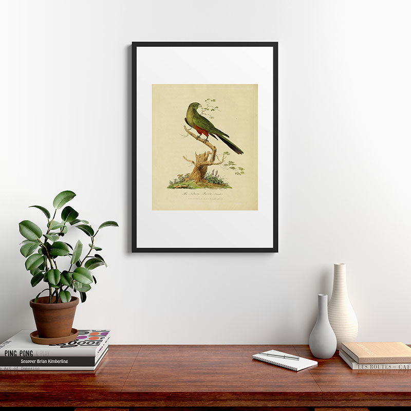 "The Fabian Parrot, female" by Sarah Stone, 1790 Framed Art Print