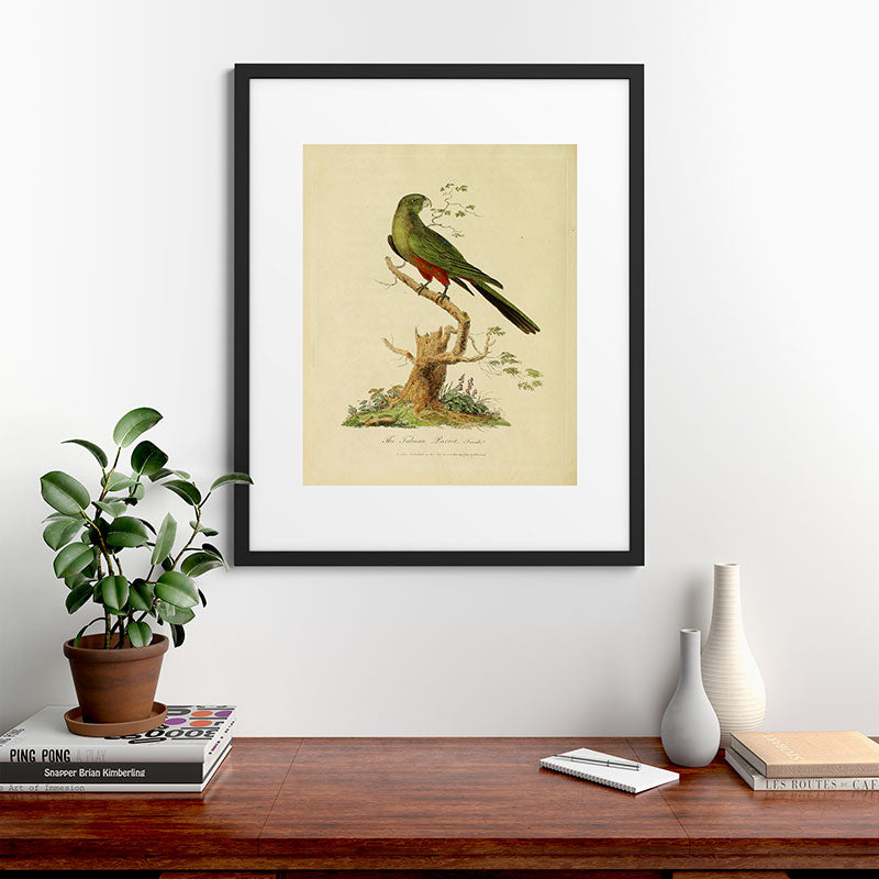 "The Fabian Parrot, female" by Sarah Stone, 1790 Framed Art Print
