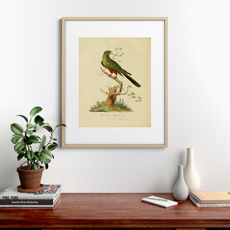 "The Fabian Parrot, female" by Sarah Stone, 1790 Framed Art Print