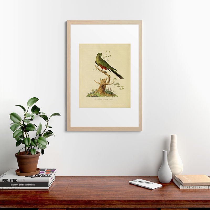 "The Fabian Parrot, female" by Sarah Stone, 1790 Framed Art Print