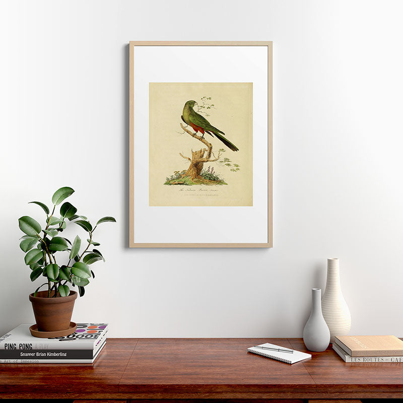 "The Fabian Parrot, female" by Sarah Stone, 1790 Framed Art Print