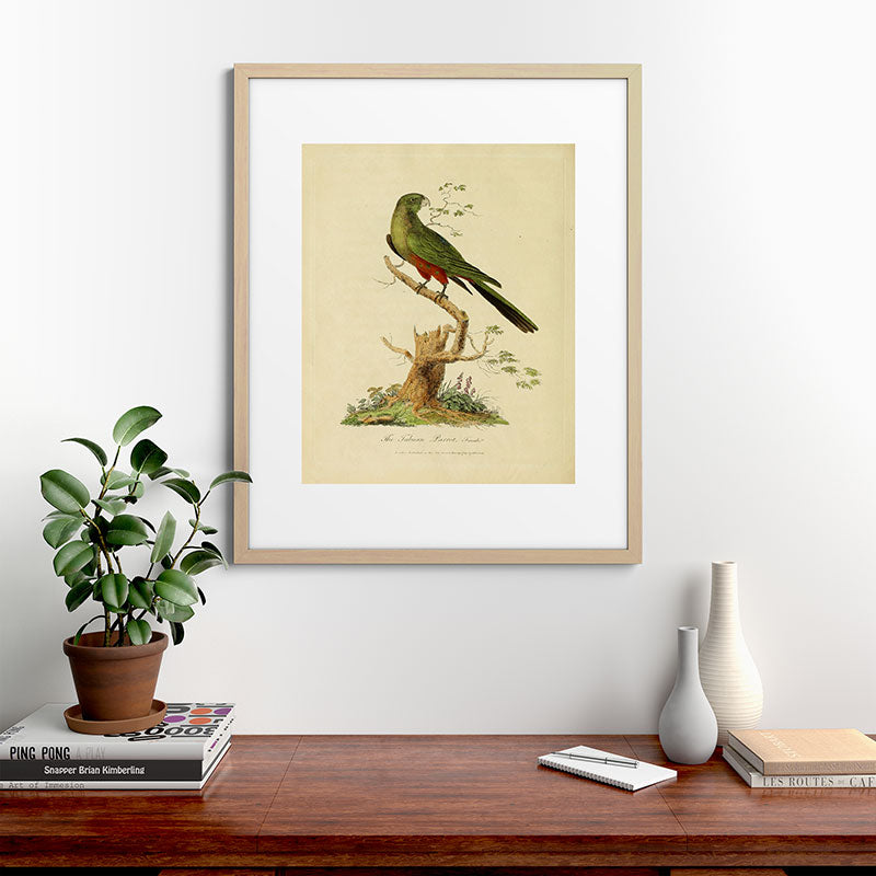 "The Fabian Parrot, female" by Sarah Stone, 1790 Framed Art Print