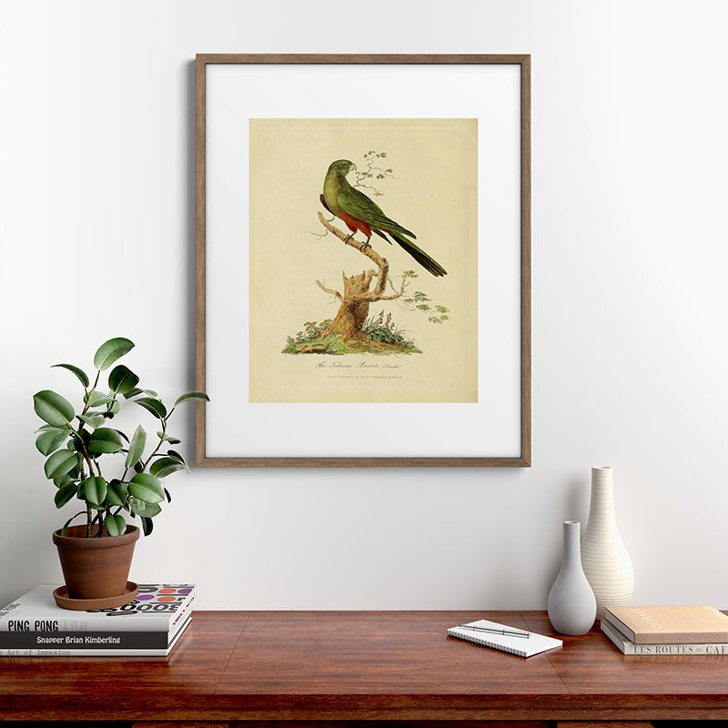 "The Fabian Parrot, female" by Sarah Stone, 1790 Framed Art Print