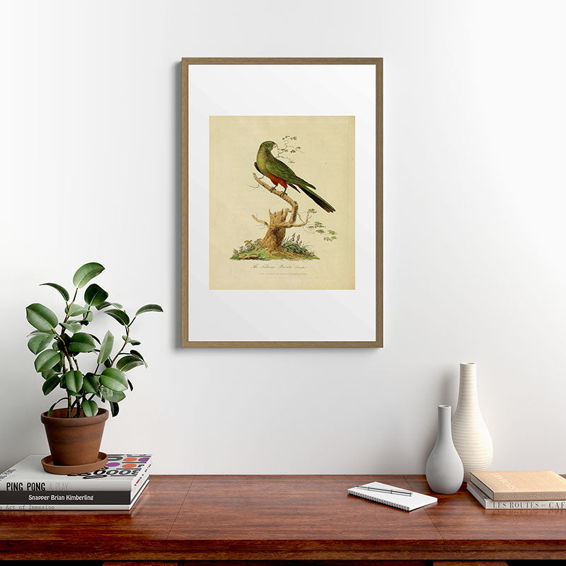 "The Fabian Parrot, female" by Sarah Stone, 1790 Framed Art Print